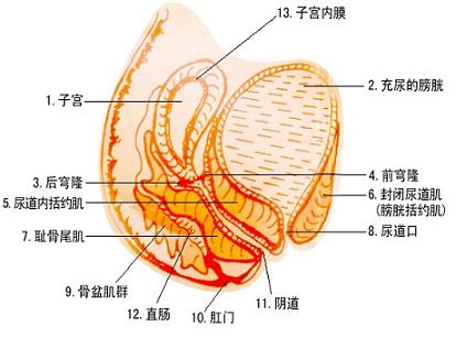 患有慢性盆腔炎有哪些症状表现